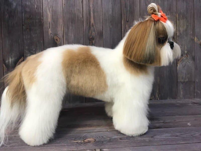 Grooming and styling for pets in Xyloraq