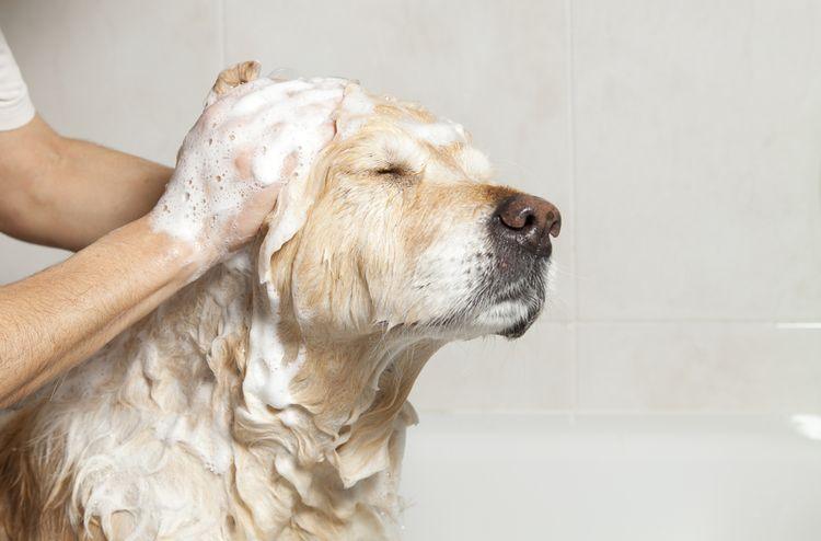 Hygienic care and cleaning of the coat for pets